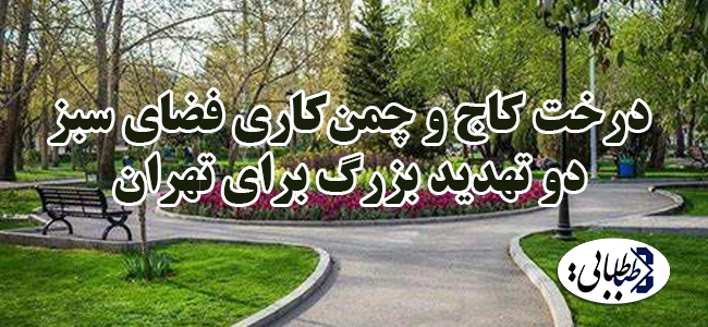 درخت کاج و چمن‌کاری فضای سبز ۲ تهدید بزرگ برای تهران + فیلم